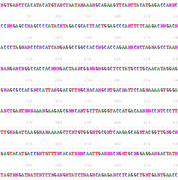 Steve Tanza , stanza